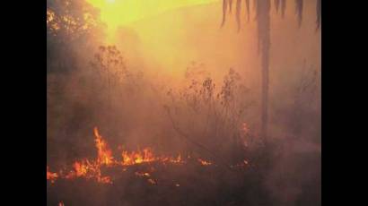 Incendio forestal