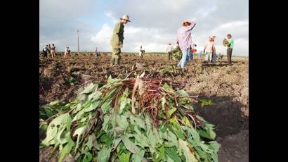 Aporte juvenil al trabajo agrícola