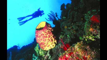 Se desarrolló en la Isla de la Juventud concurso internacional de fotografía submarina