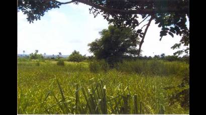 Tierra ociosa en Catalina de Güines