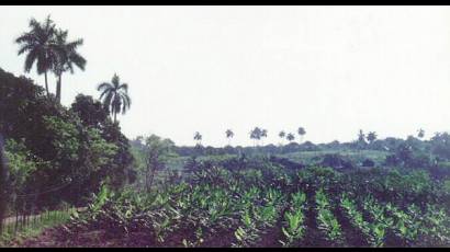 Concluyen siembras de tabaco en Pinar del Río