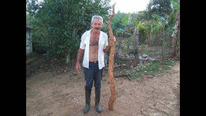 La tremenda yuca de Coco