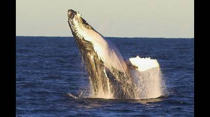 Ballenas jorobadas están de vuelta a las aguas atlánticas
