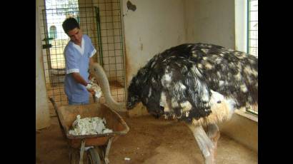 Peligra la vida de un avestruz en el zoológico de Ciego de Ávila por negligencia de los visitantes