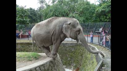 Elefante del Zoológico Nacional de Cuba