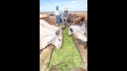 Alimentan al ganado