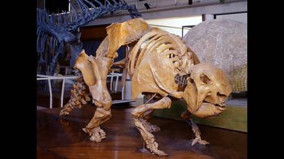 Descubren fósil de un gliptodonte en Uruguay