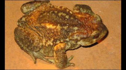 sapo común (Bufo bufo)