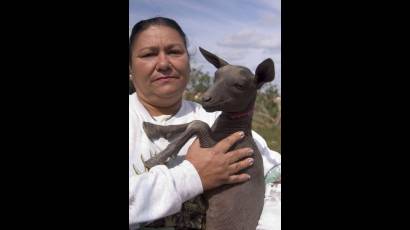 La chiva pelona