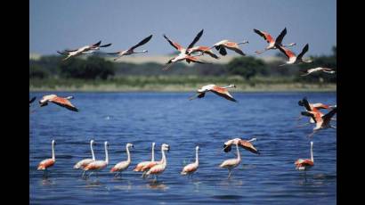 Flamencos rosados