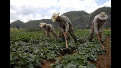 Producción de alimentos: prioridad en la Cuba de hoy