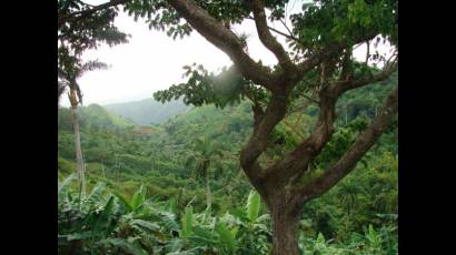 Bosques de Cuba