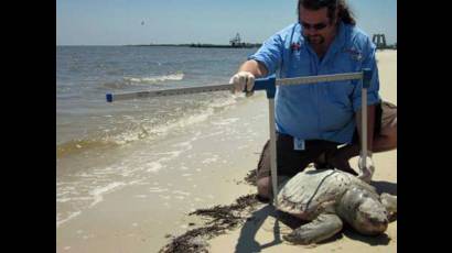 Una treintena de tortugas muertas por la marea negra