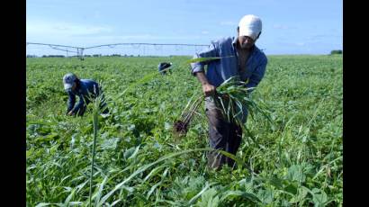 Estudiantes a la agricultura