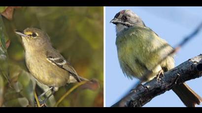 vireo de las Bahamas y el cabrerito de la ciénaga 