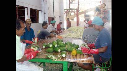 Trabajadores de la Empresa Agroindustrial Frutícola en la Isla de la Juventud 