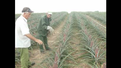 Trabajadores de la Empresa Agroindustrial Frutícola en la Isla de la Juventud