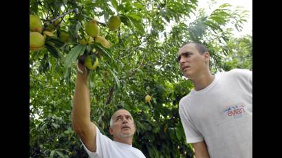 Cultivos de melocotón