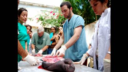 Técnica de necropsia en mamíferos marinos