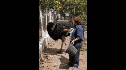 El avestruz que mató por amor