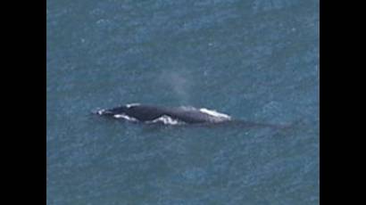 Ballena en la Playa de Sao Conrado