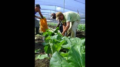 Brigadas Juveniles Campesinas