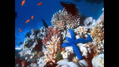Corales brasileños