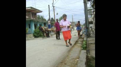 Aedes aegypti en Guantánamo