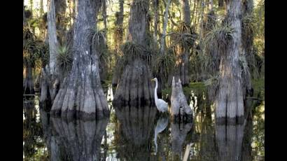 El Parque Nacional de los Everglades en lista de patrimonios mundiales en peligro