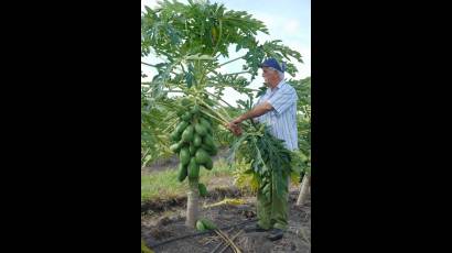 Plantación de frutabomba en Cuba