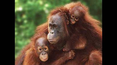 Orangutanes se comunican