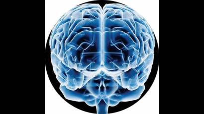 Cerebro humano