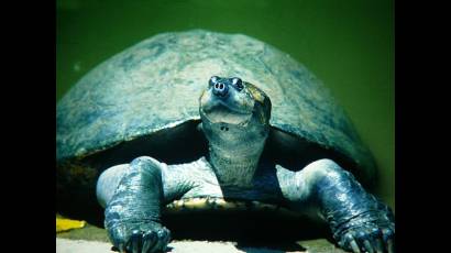 Comunidades venezolanas preservan tortugas marinas y terrestres