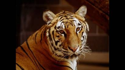 Tigres siberianos