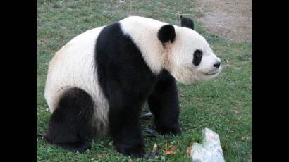 Oso panda gigante