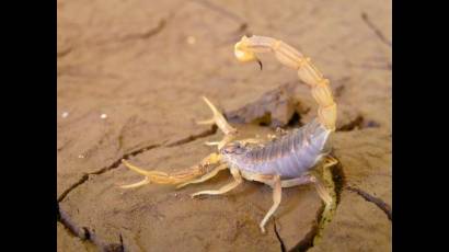 Escorpión cubano de la especie Rhopalurus junceus