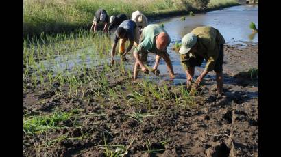 Jóvenes cubanos en la Agricultura 