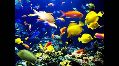 Peces