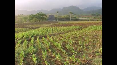 Siembra de tabaco en Cuba