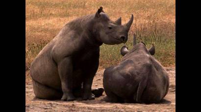 Rinocerontes africanos