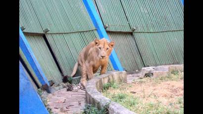 Zeus es el nuevo macho dominante del Zoo habanero