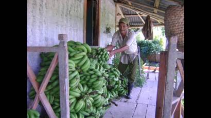 Agricultura