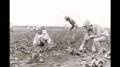 Campos de Cuba