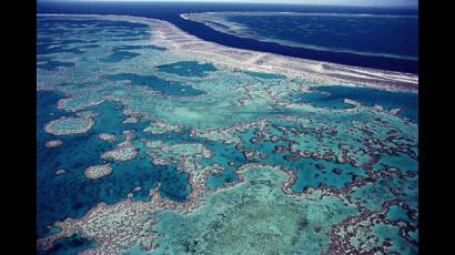 Contaminación de Corales por derrame de petróleo