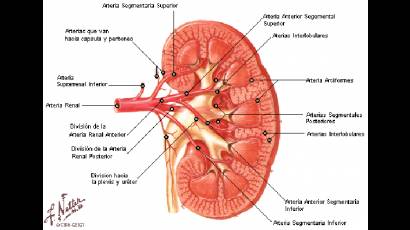 Interior de un riñón