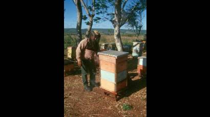 La apicultura cubana