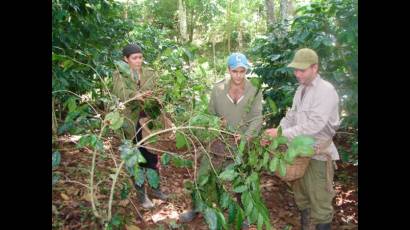 El café de Guamuhaya