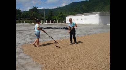 El café de Guamuhaya