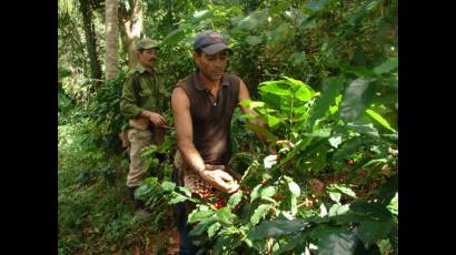 El café de Guamuhaya