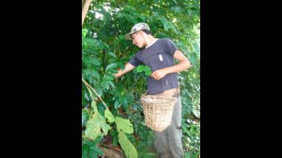 El café de Guamuhaya